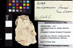 Foto (Objket + Etiketten) von Laeviprosopon fraasi nov. subspec. (Moericke, 1889) 